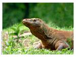The-prehistoric-Komodo-Dragons-at-the-Ragunan-Zoo