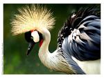 Crowned-crane--Bird-Park--Taman-Mini