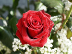 Red Rose for GreenFroggy 1