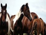 Beautiful Horses