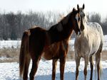 Beautiful Horses