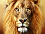 Beautiful Lion