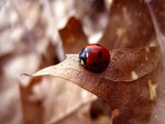 Ladybug