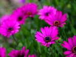 Pink Flowers