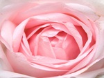 Pink Rose
