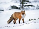 The Beautiful Red Fox