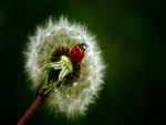 The Ladybug
