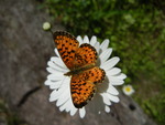 Beautiful Orange Butterfly
