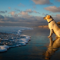 dog on beach