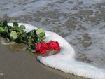Roses in the Ocean