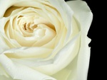White Rose