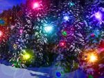 Snow Trees & Lights