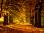 Autumn Path