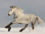 Siver Horse