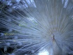 White peacock