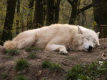 Arctic Wolf dreaming