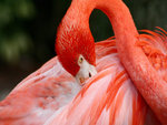 flamingo For Cherie