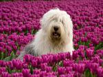 tulips and paws