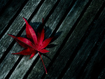 Red leaf