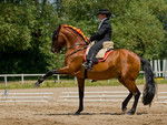 Great horse and rider