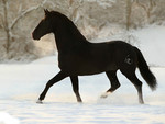 A black beauty in the snow