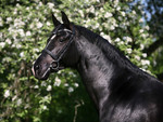 Black Horse