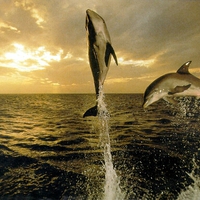 Flying Dolphins