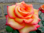 Another beautiful rose for Cherie