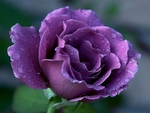 Luiza's Rose