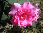 Pink rose