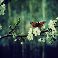 Butterfly In The Forest