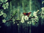 Butterfly In The Forest