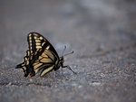 Butterfly On The Ground