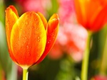 Colorful Tulips In An Open Garden
