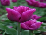 Purple Tulips