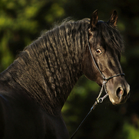 Beautiful and Great Horse