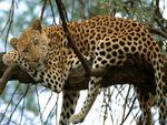 Leopard-on-the-Tree