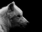 White wolf