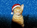 Christmas cat