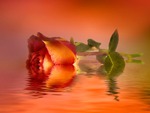 Beautiful rose reflection