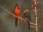 cardinal couple