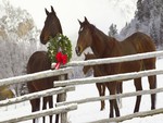holiday horses