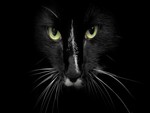 black cat face