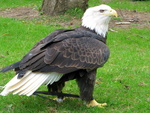 Majestic Bald Eagle