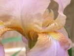 Iris Closeup