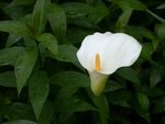 Single Calla Lily