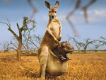 The Unusual In kangaroo\\\'s pouch  