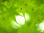 Green Japanese Maple Leaves