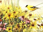 Goldfinch In Daisy Field