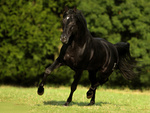 Black Beauty